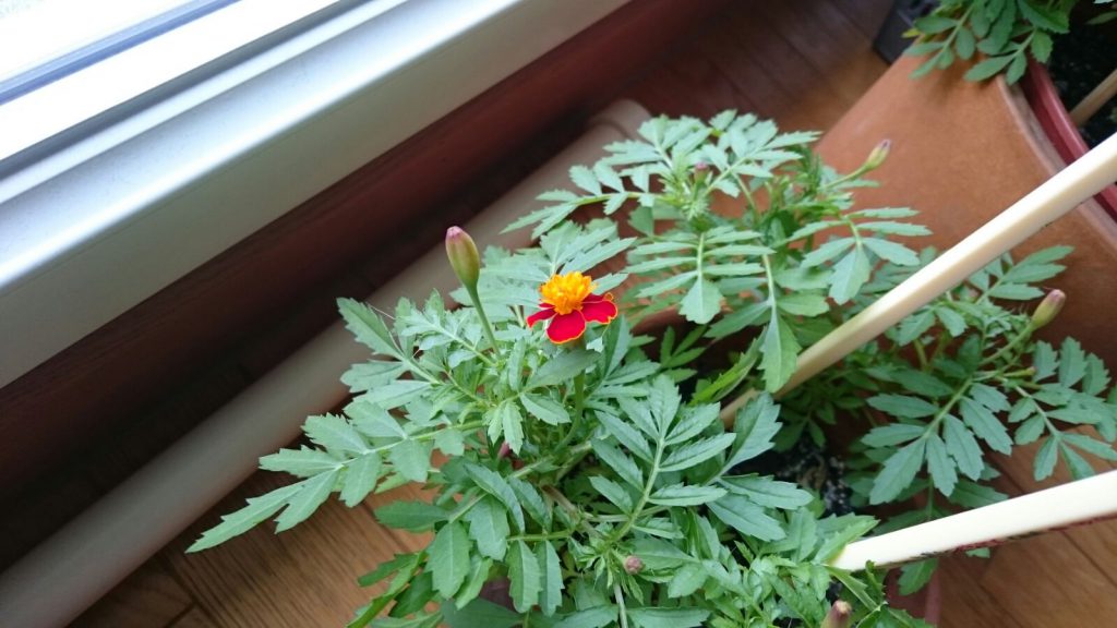 A trois mois, la première fleur !